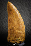 07049 - Collector Grade 2.95 Inch Carcharodontosaurus Dinosaur Tooth KemKem