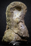 07010 - Top Rare 2.47 Inch Spinosaurus Dinosaur Foot Phalanx Bone Cretaceous KemKem