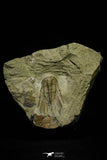 21034 - Amazing Lehua sp Lower Ordovician Trilobite Fezouata Fm