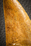 07049 - Collector Grade 2.95 Inch Carcharodontosaurus Dinosaur Tooth KemKem