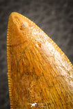 07049 - Collector Grade 2.95 Inch Carcharodontosaurus Dinosaur Tooth KemKem