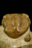 30036 - Beautiful Illaenus schmidti Middle Ordovician Trilobite Russia