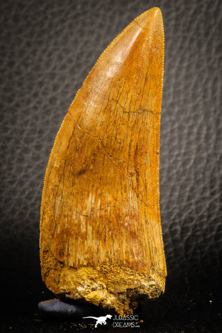 07049 - Collector Grade 2.95 Inch Carcharodontosaurus Dinosaur Tooth KemKem