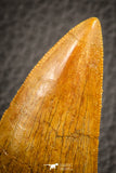 07049 - Collector Grade 2.95 Inch Carcharodontosaurus Dinosaur Tooth KemKem