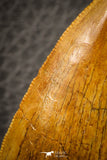 07049 - Collector Grade 2.95 Inch Carcharodontosaurus Dinosaur Tooth KemKem
