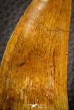 07049 - Collector Grade 2.95 Inch Carcharodontosaurus Dinosaur Tooth KemKem
