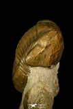 30036 - Beautiful Illaenus schmidti Middle Ordovician Trilobite Russia