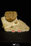 30036 - Beautiful Illaenus schmidti Middle Ordovician Trilobite Russia