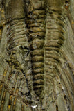 21034 - Amazing Lehua sp Lower Ordovician Trilobite Fezouata Fm