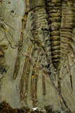 21034 - Amazing Lehua sp Lower Ordovician Trilobite Fezouata Fm