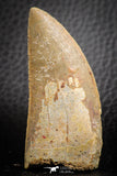 07050 - Great Serrated 2.29 Inch Carcharodontosaurus Dinosaur Tooth KemKem