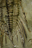 21034 - Amazing Lehua sp Lower Ordovician Trilobite Fezouata Fm