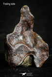 07012 - Taza (NWA 859) Iron Ungrouped Plessitic Octahedrite Meteorite 5.3g ORIENTED