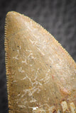07050 - Great Serrated 2.29 Inch Carcharodontosaurus Dinosaur Tooth KemKem