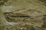 21034 - Amazing Lehua sp Lower Ordovician Trilobite Fezouata Fm
