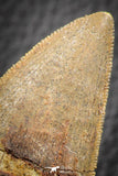 07050 - Great Serrated 2.29 Inch Carcharodontosaurus Dinosaur Tooth KemKem