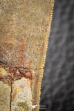 07050 - Great Serrated 2.29 Inch Carcharodontosaurus Dinosaur Tooth KemKem