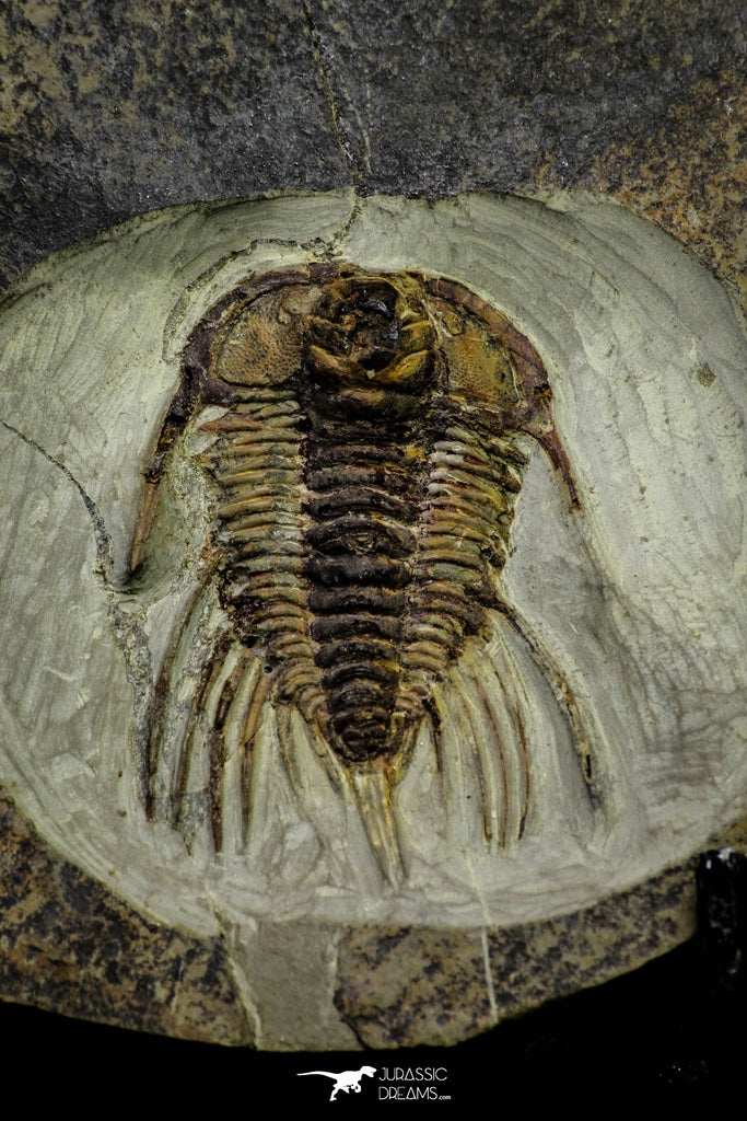 21035 - Finest Grade Lehua sp Lower Ordovician Trilobite Fezouata Fm