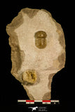 30038 - Top Rare Nileus armadillo Lower Ordovician Trilobite Russia
