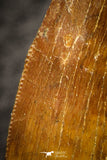 07051 - Finest Quality 2.49 Inch Carcharodontosaurus Dinosaur Tooth KemKem
