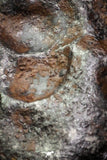 07015 - Taza (NWA 859) Iron Ungrouped Plessitic Octahedrite Meteorite 6.1g ORIENTED