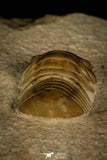 30038 - Top Rare Nileus armadillo Lower Ordovician Trilobite Russia