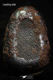 07016 - Taza (NWA 859) Iron Ungrouped Plessitic Octahedrite Meteorite 6.6g ORIENTED