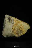 21036 - Amazing Lehua sp Lower Ordovician Trilobite Fezouata Fm