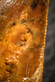 07052 - Beautiful Serrated 1.79 Inch Carcharodontosaurus Dinosaur Tooth KemKem