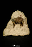 30039 - Top Rare Atractopyge woerthi Middle Ordovician Trilobite Russia