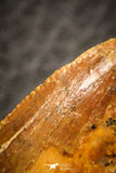 07052 - Beautiful Serrated 1.79 Inch Carcharodontosaurus Dinosaur Tooth KemKem