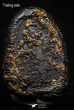 07016 - Taza (NWA 859) Iron Ungrouped Plessitic Octahedrite Meteorite 6.6g ORIENTED