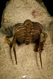 30039 - Top Rare Atractopyge woerthi Middle Ordovician Trilobite Russia