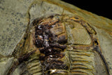 21036 - Amazing Lehua sp Lower Ordovician Trilobite Fezouata Fm