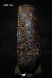07016 - Taza (NWA 859) Iron Ungrouped Plessitic Octahedrite Meteorite 6.6g ORIENTED