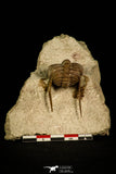 30039 - Top Rare Atractopyge woerthi Middle Ordovician Trilobite Russia