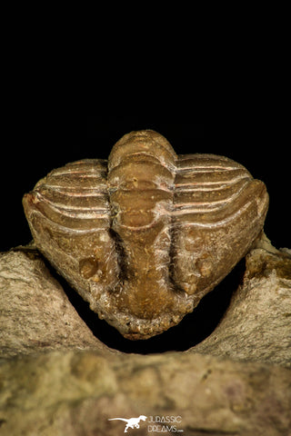 30039 - Top Rare Atractopyge woerthi Middle Ordovician Trilobite Russia