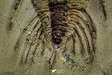 21036 - Amazing Lehua sp Lower Ordovician Trilobite Fezouata Fm