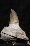 07017 - Top Huge 5.55 Inch Mosasaur (Prognathodon anceps) Tooth in Jaw Bone Cretaceous