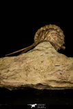 30039 - Top Rare Atractopyge woerthi Middle Ordovician Trilobite Russia