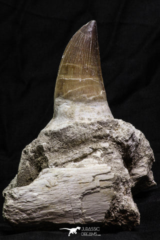 07017 - Top Huge 5.55 Inch Mosasaur (Prognathodon anceps) Tooth in Jaw Bone Cretaceous