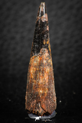 07053 - Top Beautiful Black 1.46 Inch Pterosaur (Coloborhynchus) Tooth Cretaceous KemKem