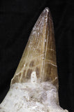 07017 - Top Huge 5.55 Inch Mosasaur (Prognathodon anceps) Tooth in Jaw Bone Cretaceous