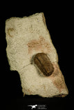 30040 - Top Rare Pliomera fisheri Middle Ordovician Trilobite Russia