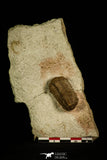 30040 - Top Rare Pliomera fisheri Middle Ordovician Trilobite Russia