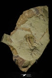 21037 - Amazing Lehua sp Lower Ordovician Trilobite Fezouata Fm