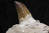 07018 - Top Huge 5.74 Inch Mosasaur (Prognathodon anceps) Tooth in Jaw Bone Cretaceous