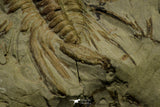 21037 - Amazing Lehua sp Lower Ordovician Trilobite Fezouata Fm