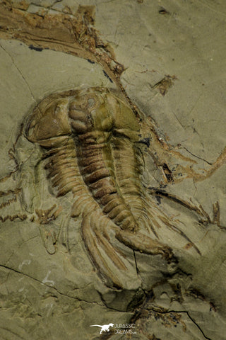 21037 - Amazing Lehua sp Lower Ordovician Trilobite Fezouata Fm
