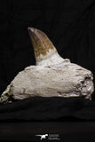 07018 - Top Huge 5.74 Inch Mosasaur (Prognathodon anceps) Tooth in Jaw Bone Cretaceous